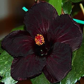 Heirloom Black Hibiscus Flower Seeds for planting in home garden